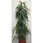 Kamerplant Ficus Smal blad 160 cm