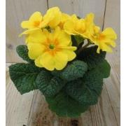 5 stuks! Perk Plant Primula Geel