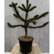 Araucaria 80 cm