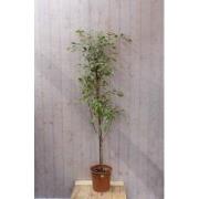 Kamerplant Ficus donkergroen 160 cm