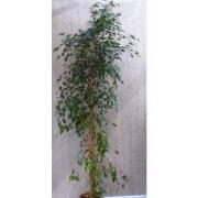 Kamerplant Ficus donkergroen 200 cm