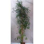 Kamerplant Ficus donkergroen 250 cm