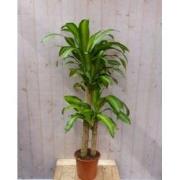 Kamerplant Fragrans Dracaena Drakenbloedboom groot 160 cm geel-groen