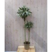 Kamerplant Fragrans Dracaena Drakenbloedboom groot 160 cm wit-groen