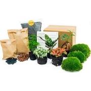 URBANJNGL - Planten terrarium pakket - 5 terrarium planten - Calathea ...