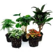 URBANJNGL - Terrariumplantenpakket Coffea Arabica - 5 planten - Koffie...