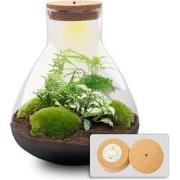 URBANJNGL - Planten terrarium - Sam XL - Ecosysteem met plant - ? 35 c...