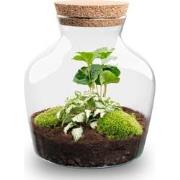 URBANJNGL - Planten terrarium • Little Joe • Ecosysteem plant • ? 21,5...