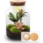 URBANJNGL - Planten terrarium • Milky Palm • Ecosysteem plant • ? 30 c...