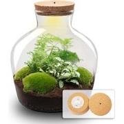 URBANJNGL - Planten terrarium - Fat Joe Groen - Ecosysteem plant - ? 3...