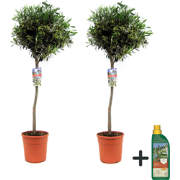 Olea Europaea - Olijfboom - Set de 2 - Pokon - Pot 21 cm - Hauteur 90-...