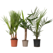 Binnenpalmen - Mix van 6 - Washingtonia - Yucca - Phoenix - H50-70cm