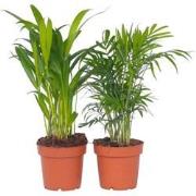 Dypsis, Chamaedorea - Set van 2 - Mini palm mix - Pot 12cm - Hoogte 25...