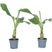 Musella lasiocarpa - Fruitboom - Set van 4 - Pot 9 cm - Hoogte 25-40 c...