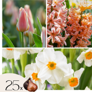 Bloembollen Peach Blush - 25 st. - Narcis, Tulp, Hyacint