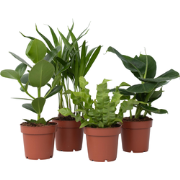 Kamerplanten - Areca Asplenium Clusia Musa - Set van 4 - ?12cm -Hoogte...