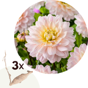 Dahlia 'Diana's Memory' - Set van 3 - Dahliaknollen - Zomerbloeiers - ...