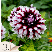 Dahlia 'Tartan' - Set van 3 - Dahliaknollen - Zomerbloeiers - Roze/paa...