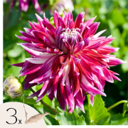 Dahlia Vancouver - Set van 3 - Dahliaknollen