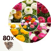 Ranunculus - Mix van 80 - Ranunculus bloembollen