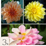 Dahliaknollen - 3 stuks - Dahlia 'Waterlily Mix'