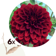 Dahlia 'Arabische Nacht' - Set van 6 - Zomerbloeiers - dahliaknollen -...