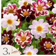 Dahliaknollen - 3 stuks - Dahlia 'Favorite ballet'