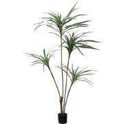 Arbre Yucca en Pot 155 cm - Vert / 156 cm