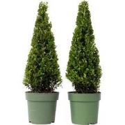 Japanse hulst - Set van 2 - Ilex crenata 'Jenny' - Hoogte 55-65cm - ?2...