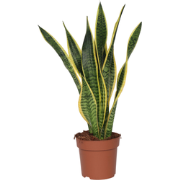 Vrouwentong - Sansevieria trifasciata Laurentii - Hoogte 60-70cm - ?17...