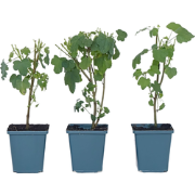 Kaapse malva - Set van 6 - Anisodontea 'El Rayo' - Hoogte 25-40cm - ?9...