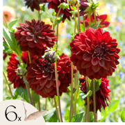 Dahliaknollen - Set van 6 - Dahlia 'Arabian Night' - Rood