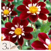 Dahliaknollen - Set van 3 - Dahlia 'Mary Evelyn' - Rood