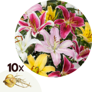 Lelie - Set van 10 - Lilium orientalis - Wortelstokken