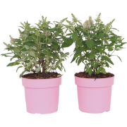 Vlinderstruik - Set van 2 - Buddleja davidii 'Candy' - Hoogte 30-40cm ...