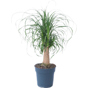 Olifantspoot - Beaucarnea 'recurvata' - Hoogte 60-70cm - ?21cm