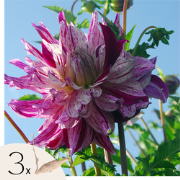 Dahliaknollen - Set van 3 - Dahlia 'Bristol Stripe' - Roze