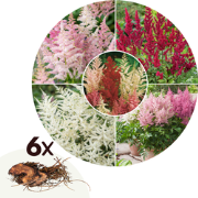 Pluimspirea's - Set van 6 - Astilbe - Wortelstokken