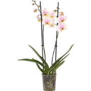 Orchidee - Phalaenopsis - Hoogte 50-60cm - ?12cm