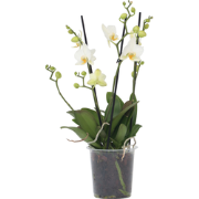 Orchidee wit - Phalaenopsis Multiflora - Hoogte 35-45cm - ?12cm