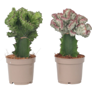 Euphorbia Cactus-set - Set van 2 - Euphorbia 'Lactea' - Hoogte 25-30cm...