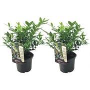 Vleesbes - Set van 2 - Sarcococca 'Confusa' - Hoogte 30-40cm - ?17cm