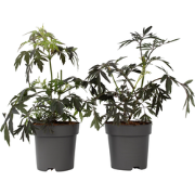 Zwarte vlier - Set van 2 - Sambucus nigra 'Black Lace' - Hoogte 25-40c...