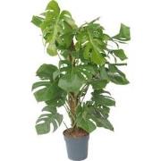 Gatenplant - Monstera deliciosa - Hoogte 120-130cm - ?24cm