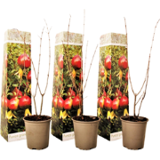 Granaatappel - Set van 3 - Punica granatum - Hoogte 25-40cm - ?9cm