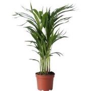 Areca goudpalm - Dypsis lutescens - Hoogte 60-70cm - ?17cm