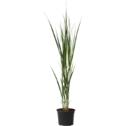 Vingergras - Panicum virgatum 'Northwind' - Hoogte 40-60cm - ?23cm