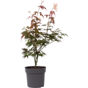 Japanse Esdoorn - Acer palmatum 'Atropurpureum' - Hoogte 60-70cm - ?19...