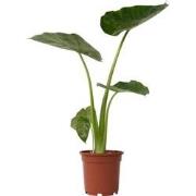 Olifantsoor - Alocasia 'Macrorrhizos' - Hoogte 60-70cm - ?17cm