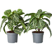 Zebraplant - Set van 2 - Aphelandra squarrosa - Hoogte 25-45cm - ?13cm